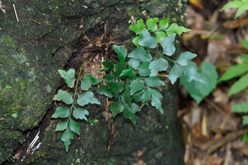 Asplenium saxicola photo 4