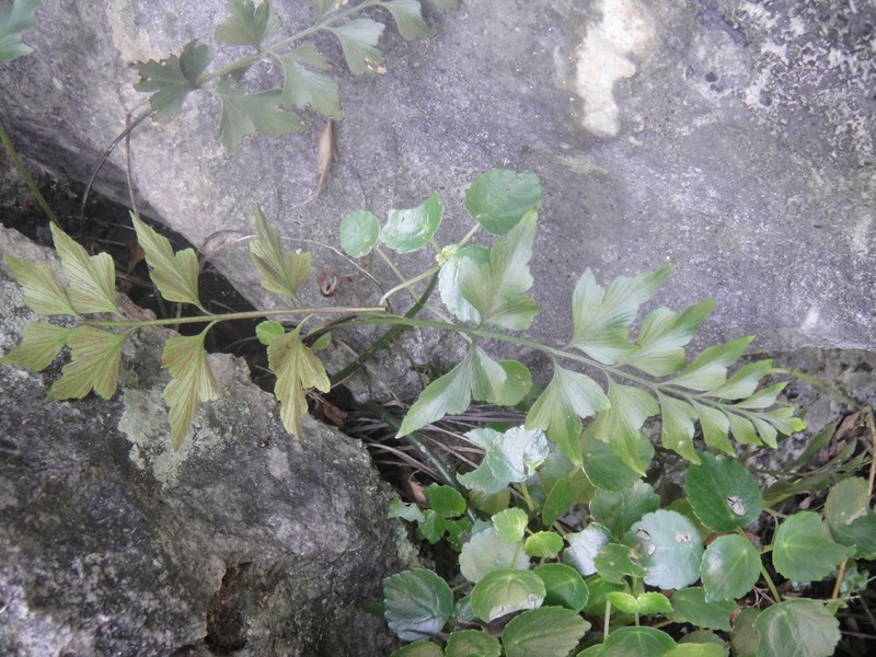 Asplenium saxicola photo 5