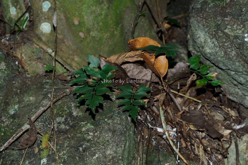 Asplenium saxicola photo 6
