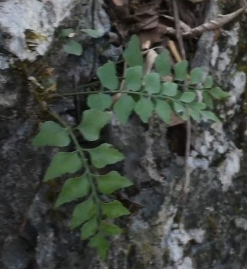 Asplenium saxicola photo 7