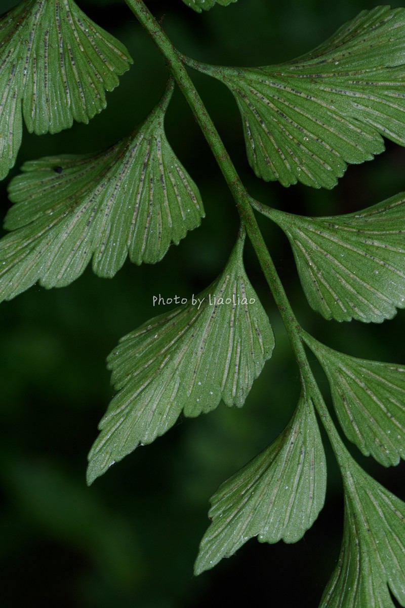 Asplenium saxicola photo 8