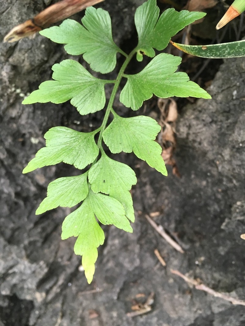 Asplenium saxicola