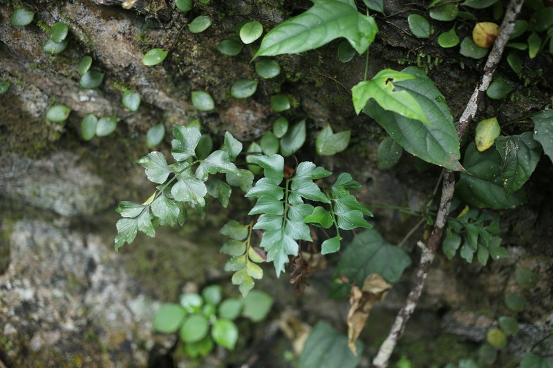 Asplenium saxicola photo 2
