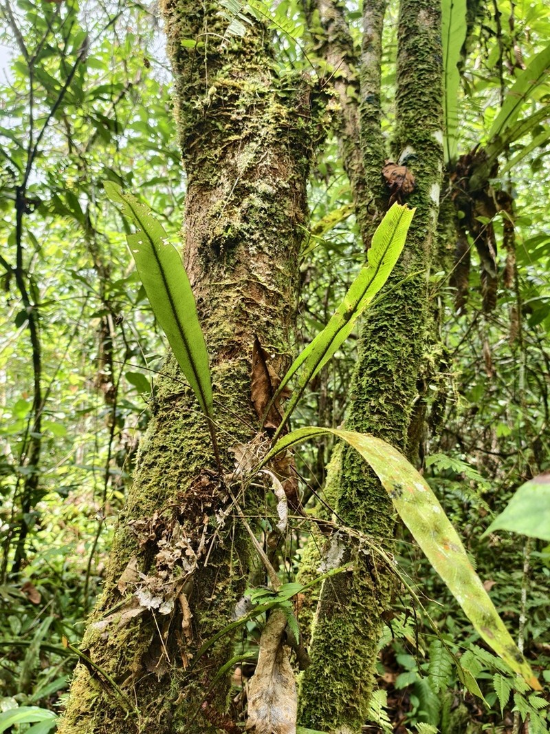 Asplenium scalare photo 2