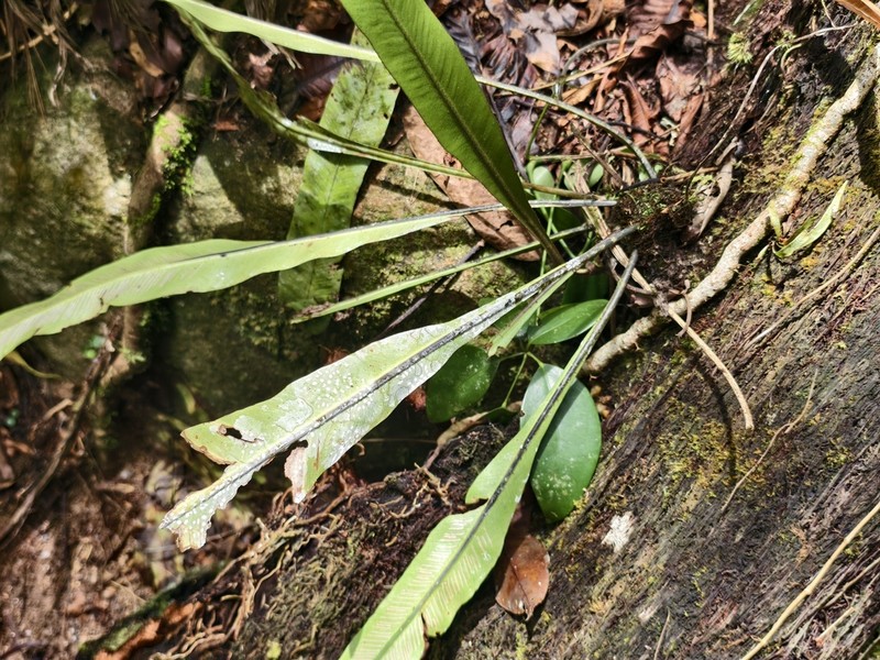 Asplenium scalare photo 3
