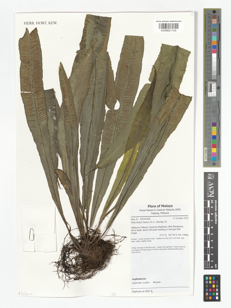 Asplenium scalare photo 4