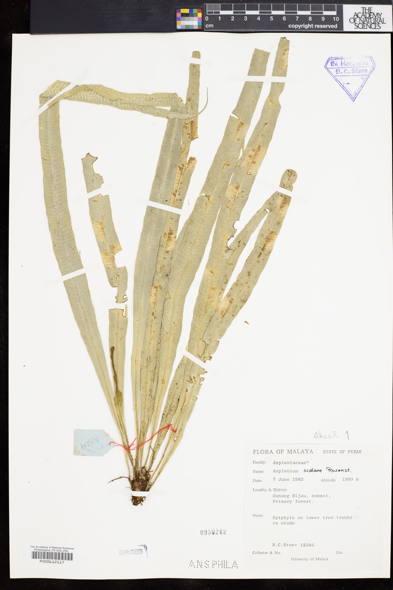 Asplenium scalare