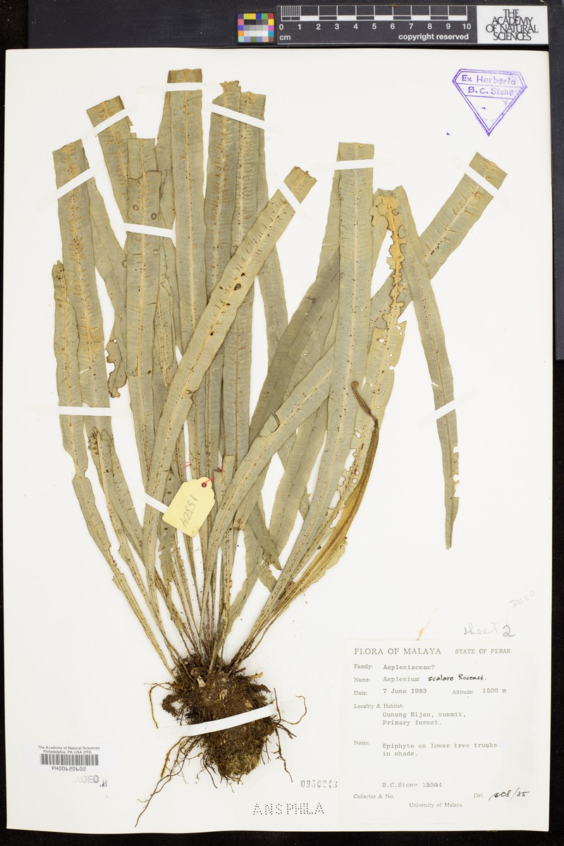 Asplenium scalare photo 2