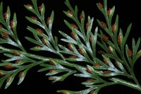 Asplenium scandens