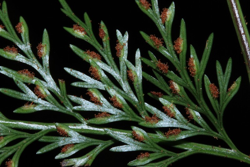 Asplenium scandens photo 2
