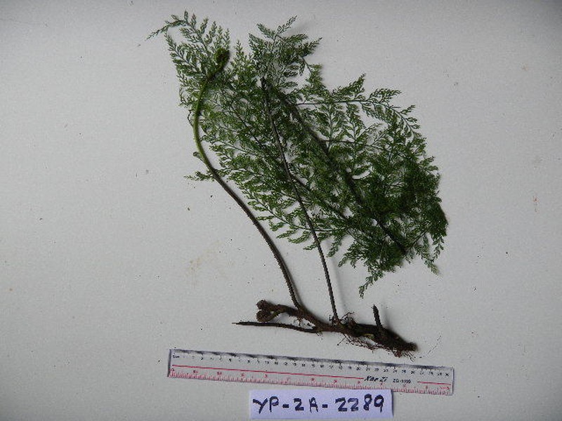 Asplenium scandens photo 8