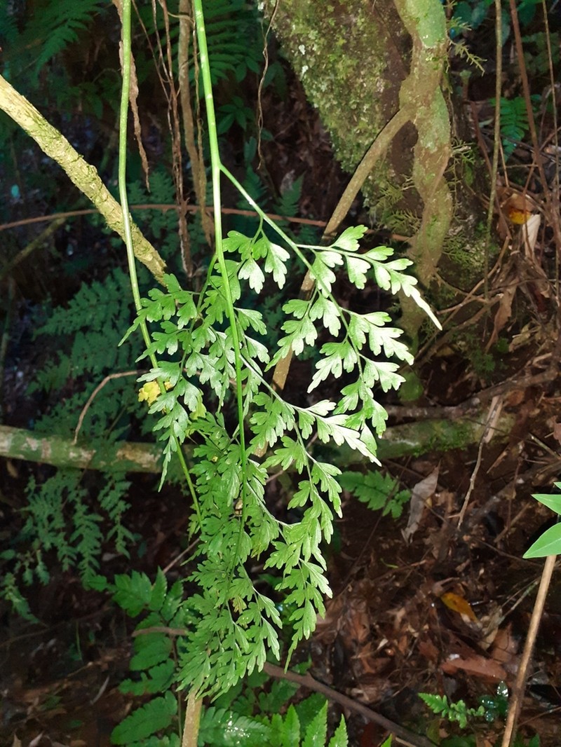 Asplenium scandicinum
