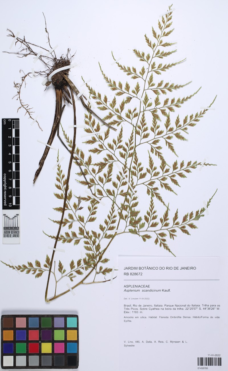 Asplenium scandicinum photo 2