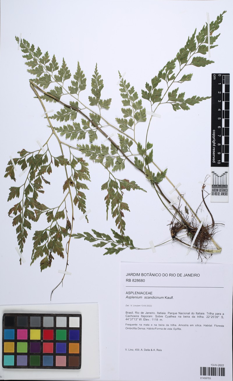 Asplenium scandicinum photo 3