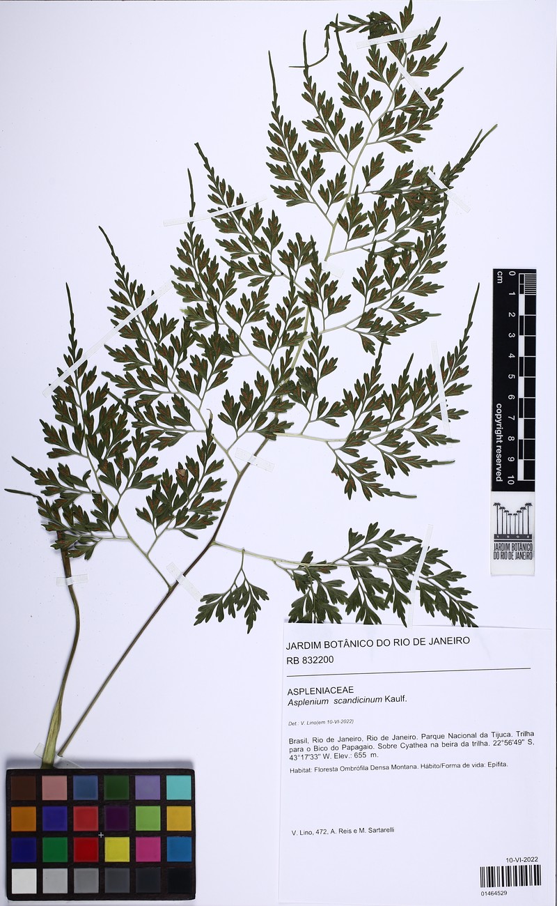 Asplenium scandicinum photo 4