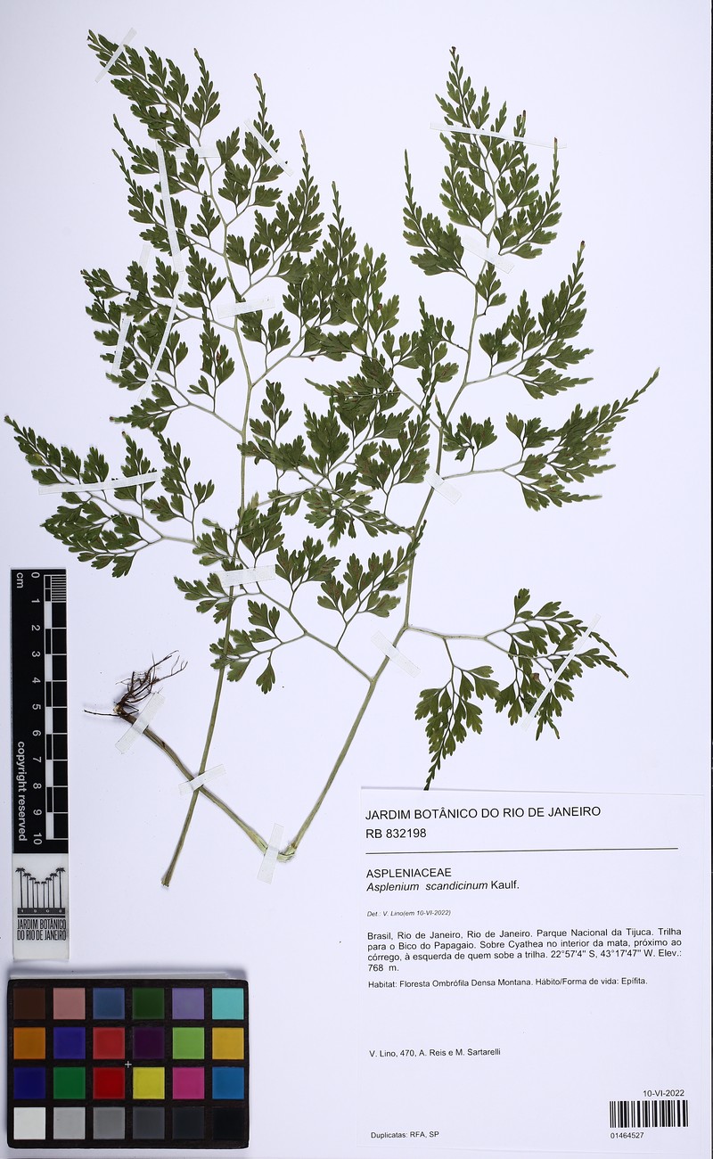 Asplenium scandicinum photo 5