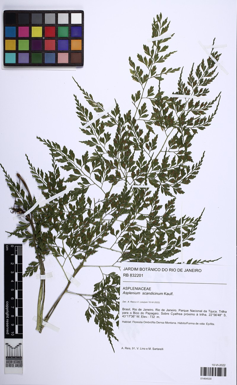 Asplenium scandicinum photo 6