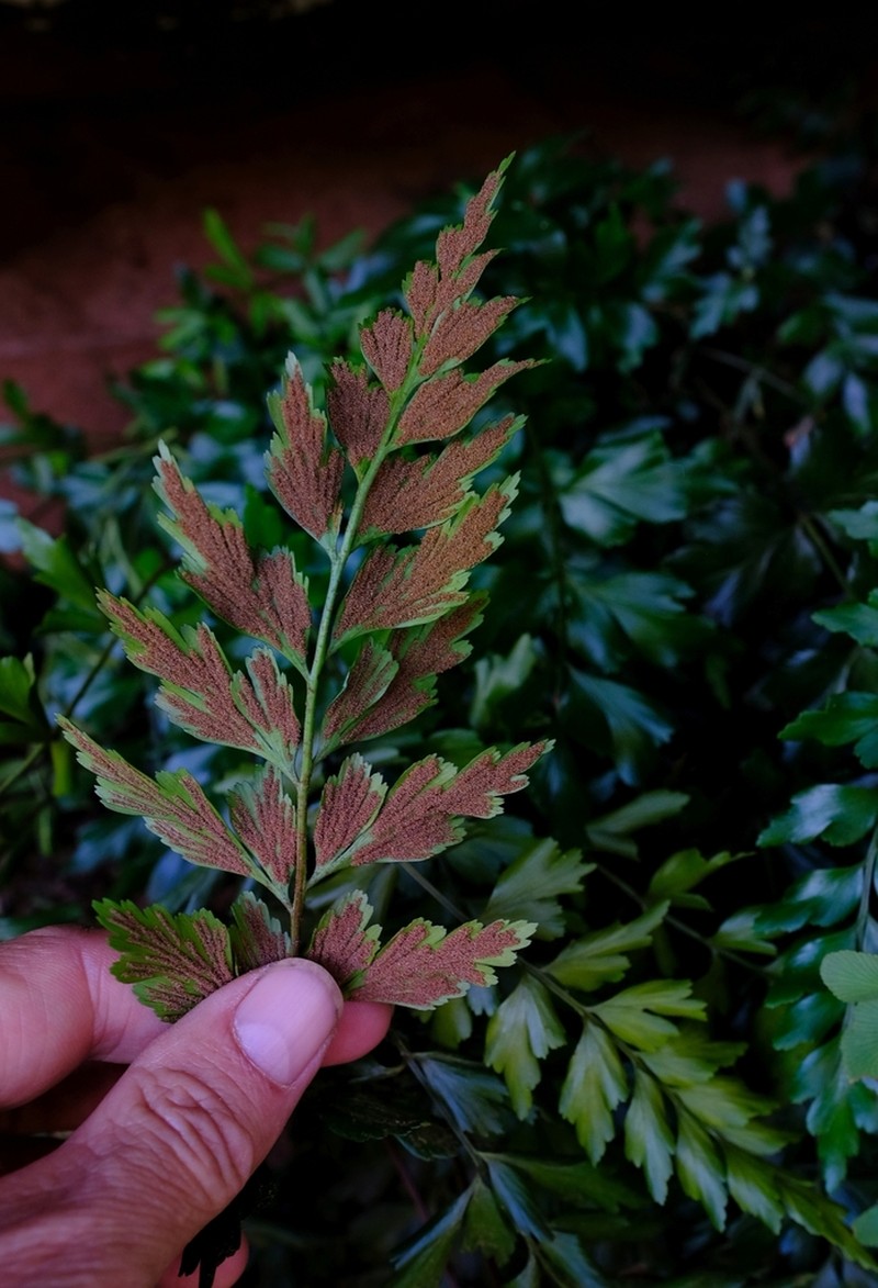 Asplenium schelpei photo 3