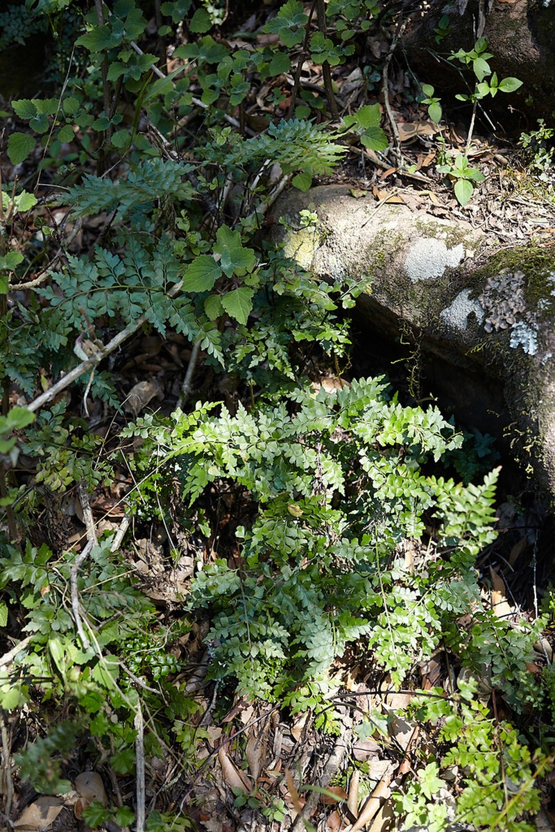 Asplenium schelpei photo 4