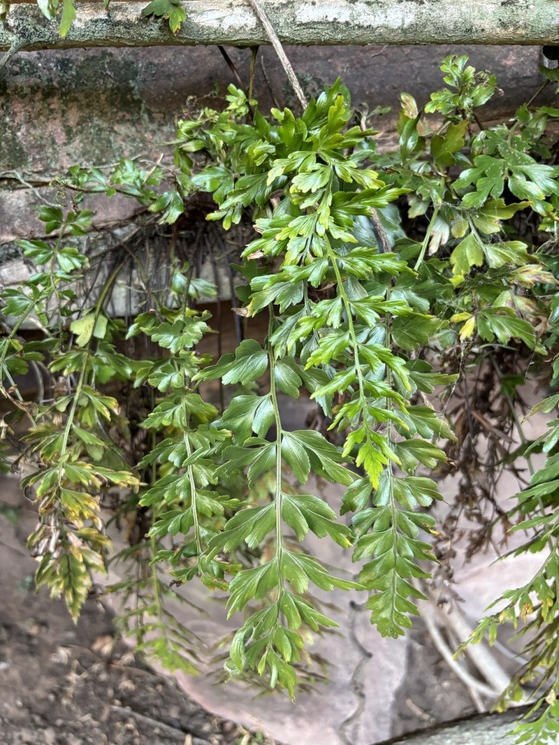 Asplenium schelpei photo 5