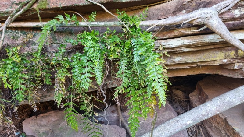 Asplenium schelpei photo 6