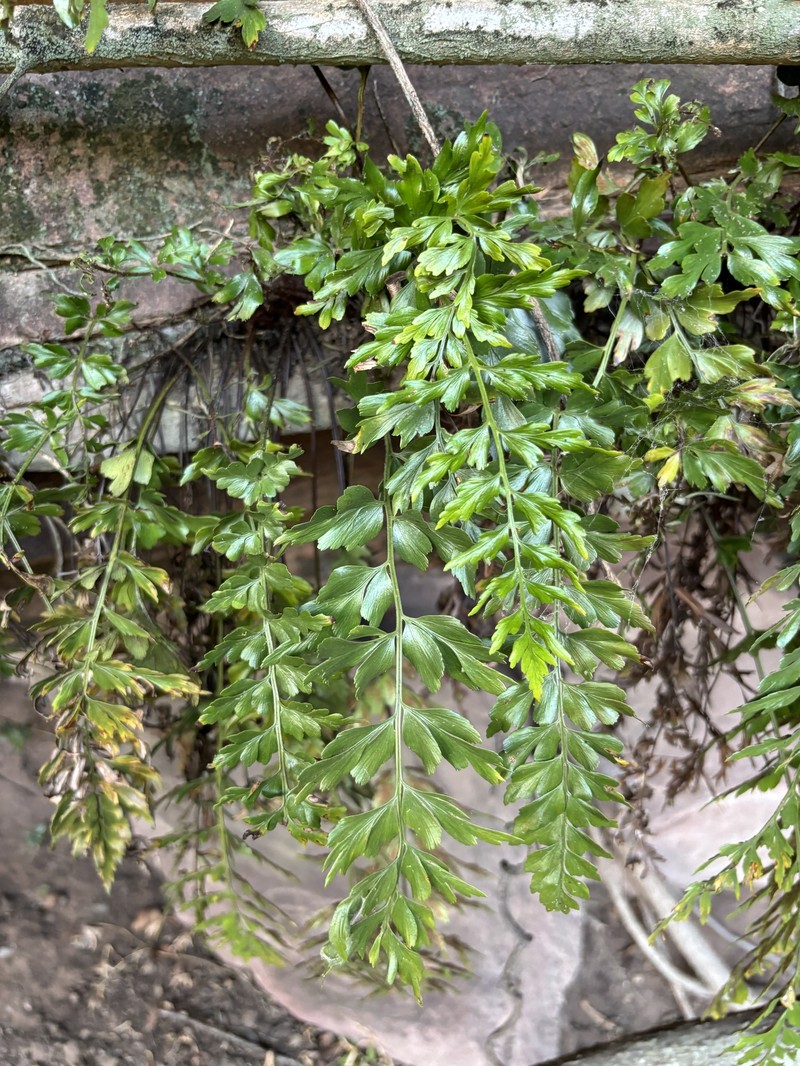 Asplenium schelpei photo 7