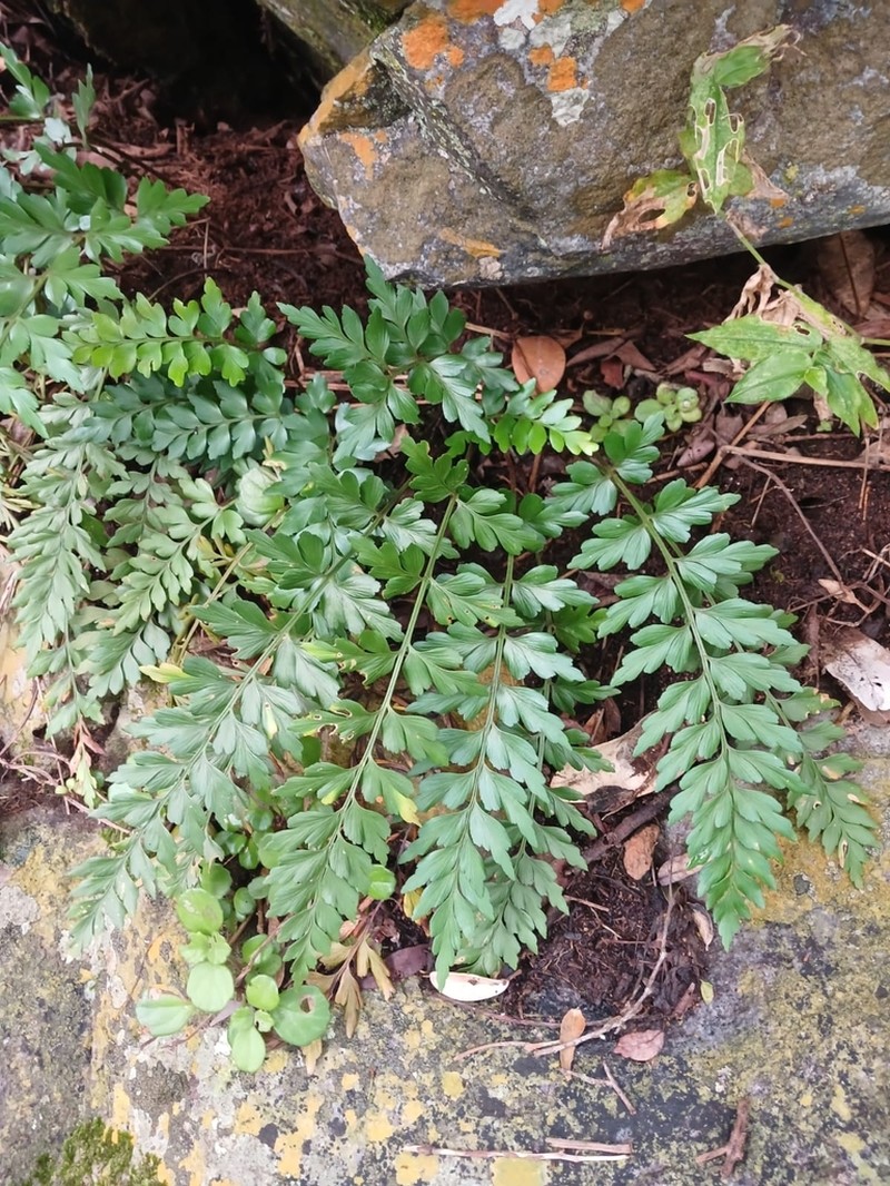 Asplenium schelpei