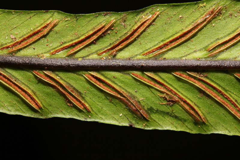 Asplenium schizocarpum photo 2