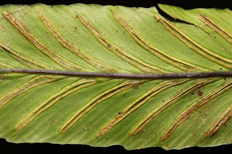 Asplenium schizocarpum photo 3