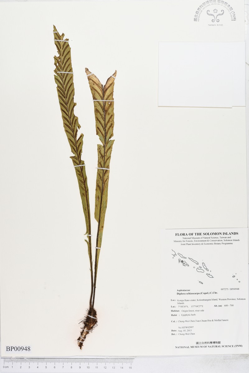 Asplenium schizocarpum photo 4