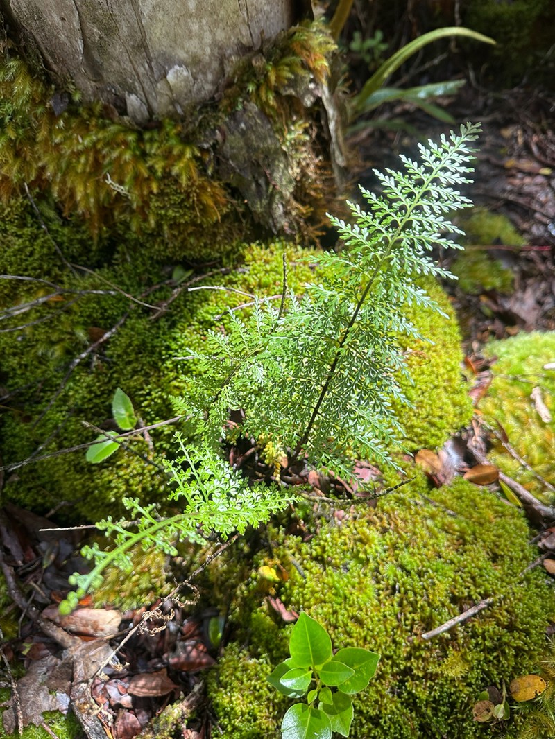 Fringed Spleenwort