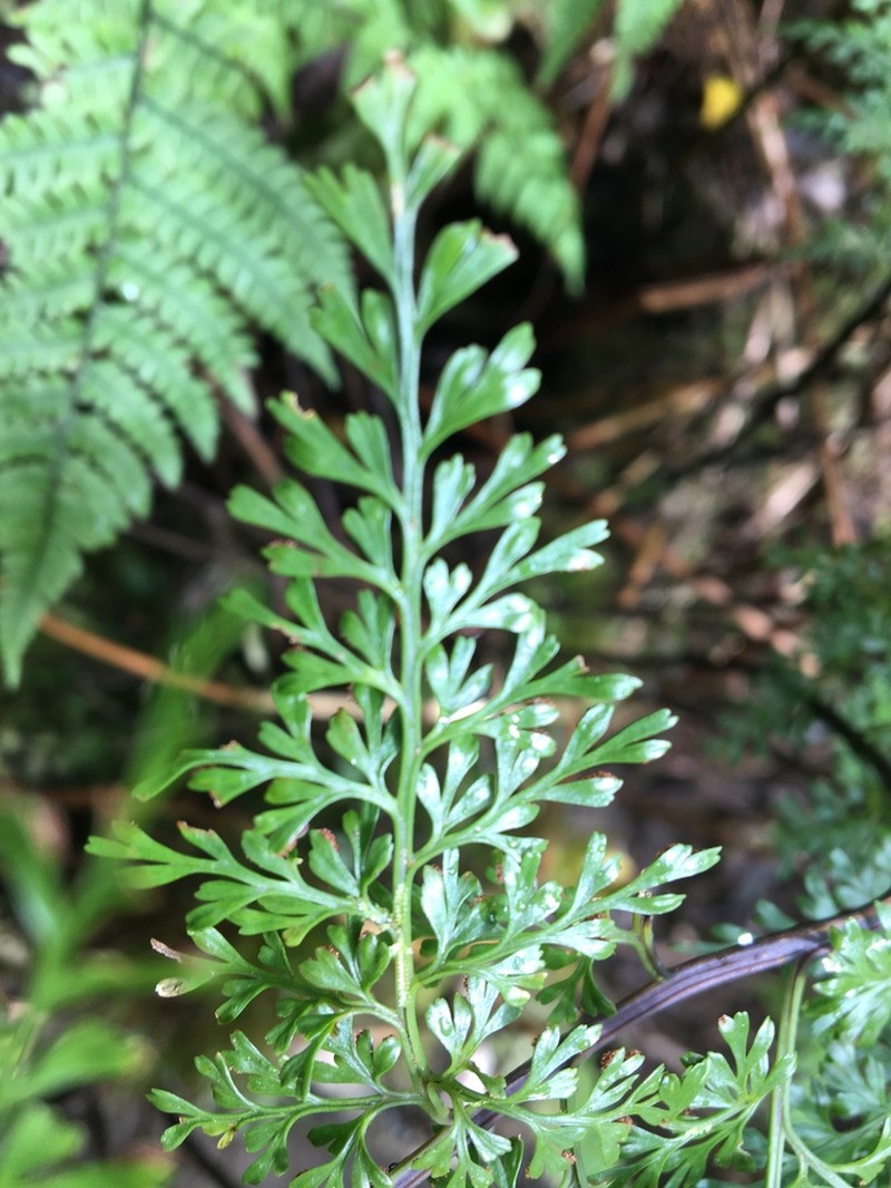 Fringed Spleenwort photo 2