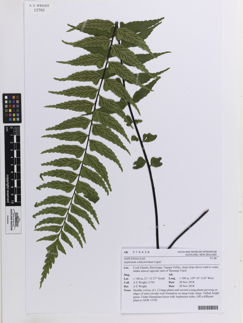Asplenium schizotrichum