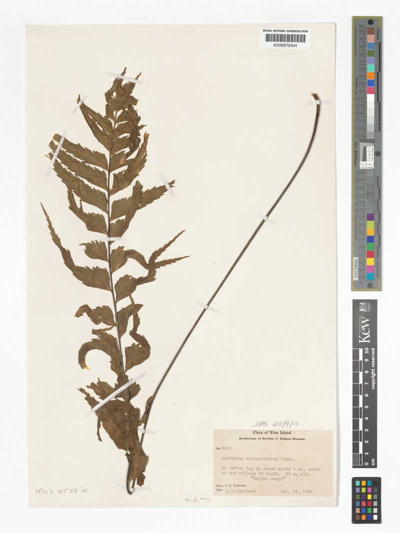 Asplenium schizotrichum photo 5