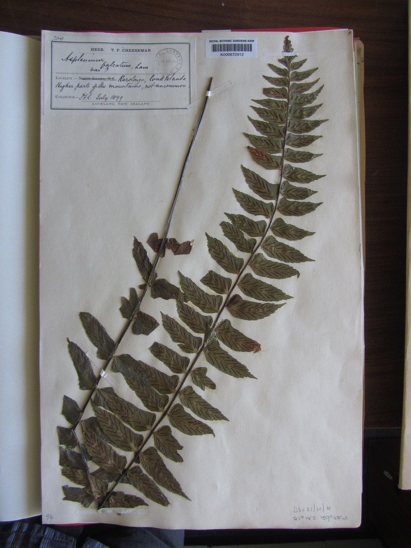 Asplenium schizotrichum photo 6
