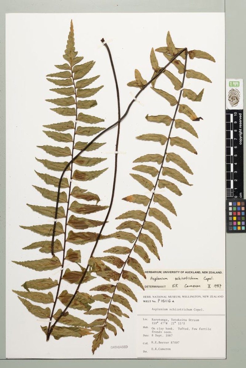 Asplenium schizotrichum photo 2