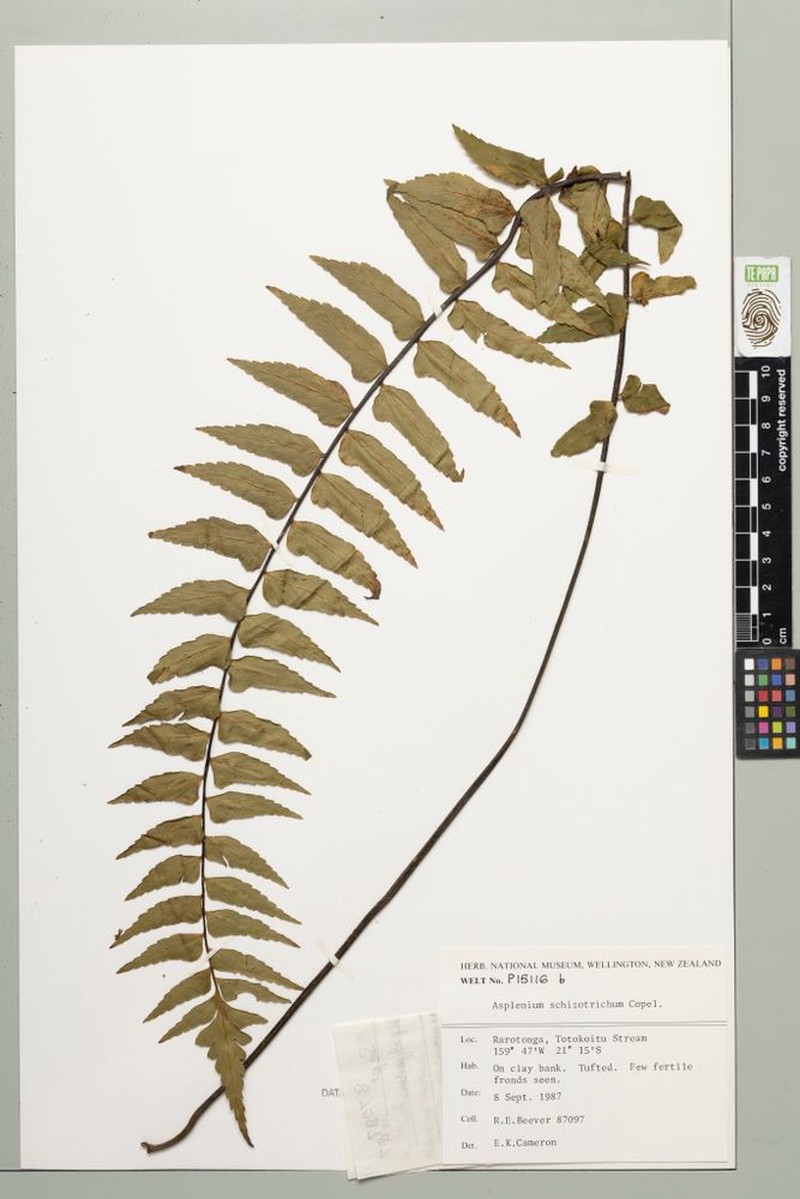 Asplenium schizotrichum photo 3