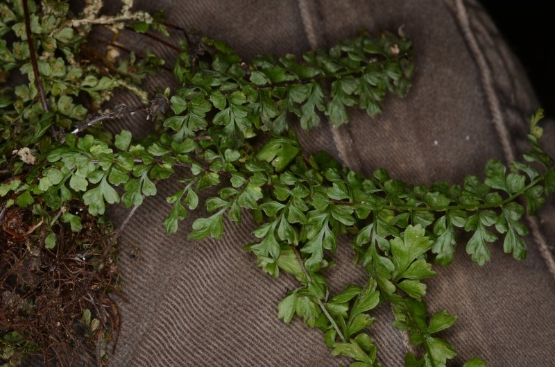 Asplenium schnellii