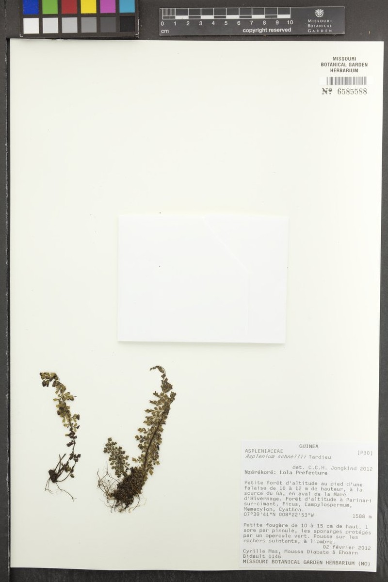 Asplenium schnellii photo 2