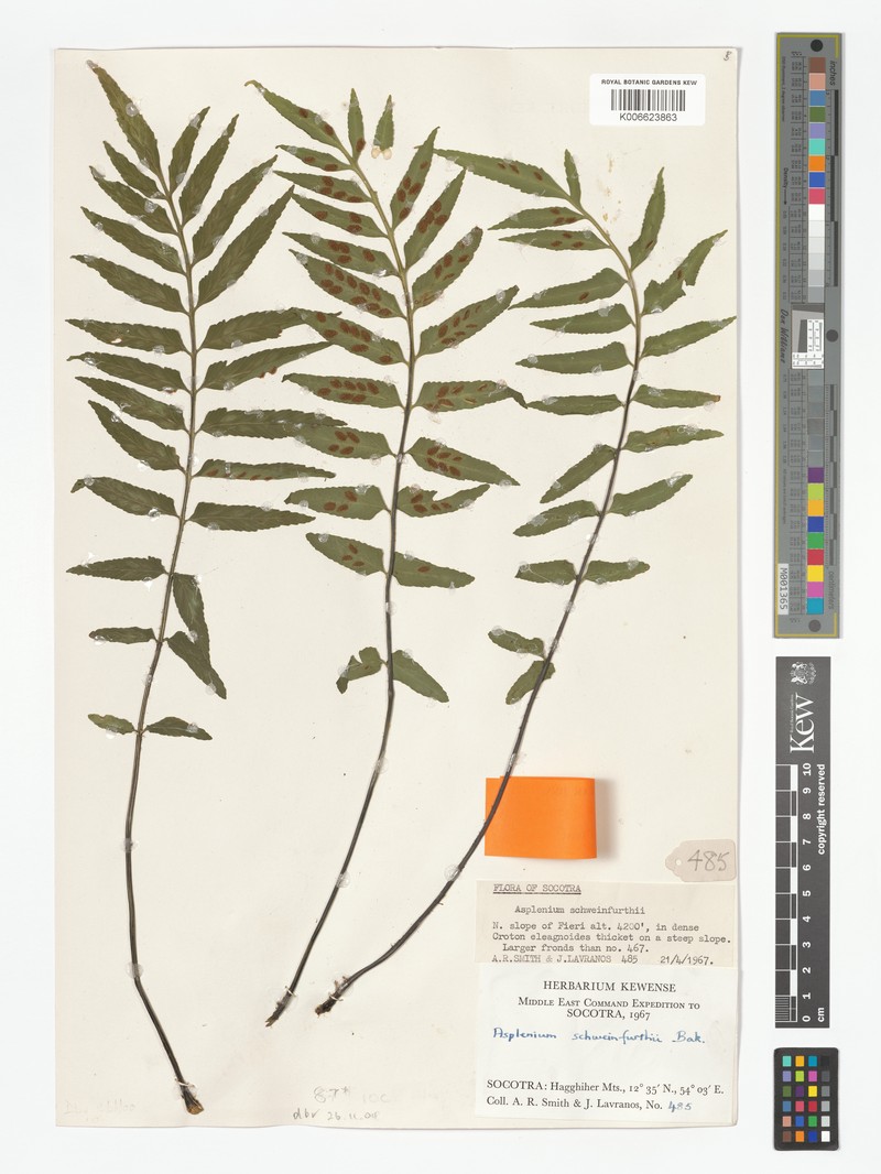 Asplenium schweinfurthii