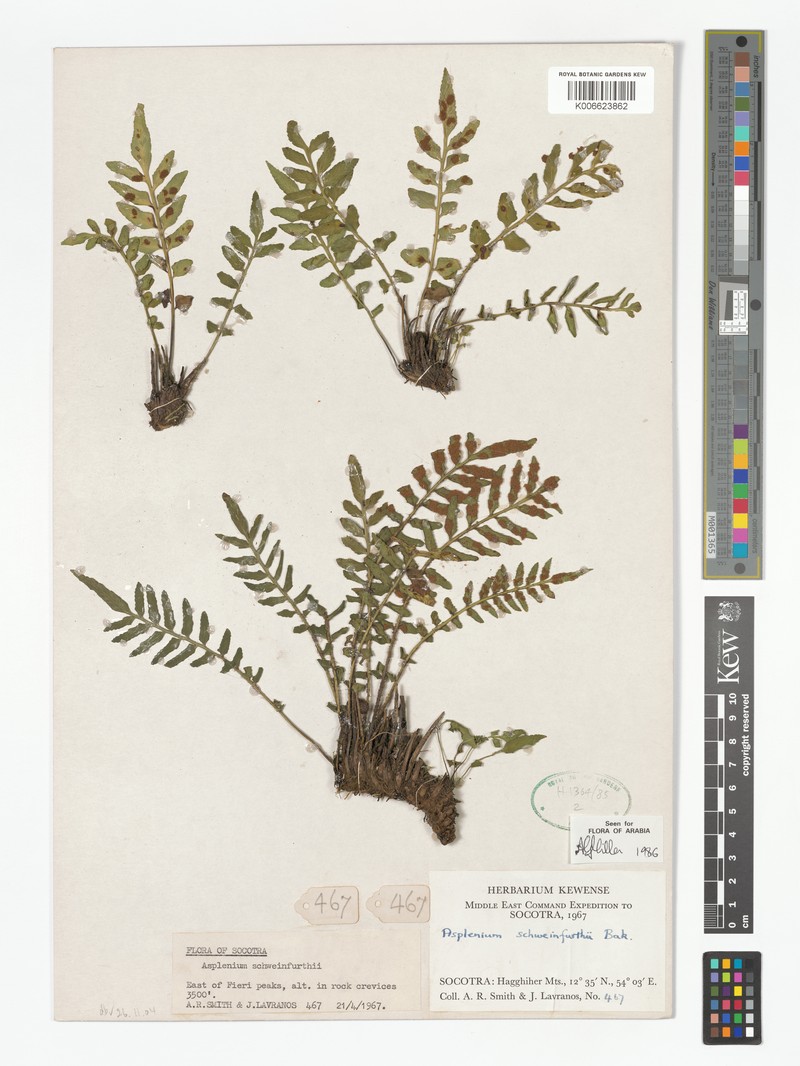 Asplenium schweinfurthii photo 2