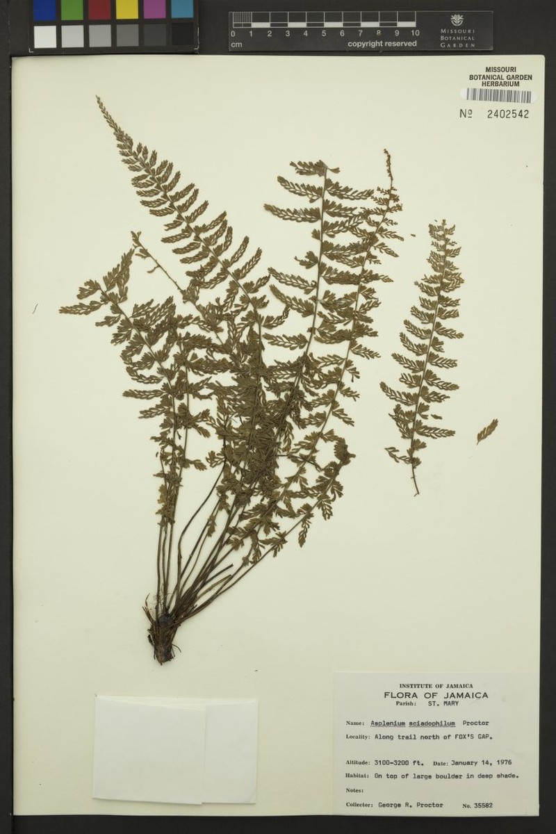 Asplenium sciadophilum
