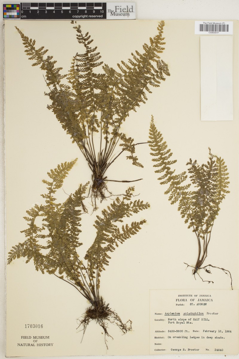 Asplenium sciadophilum photo 2