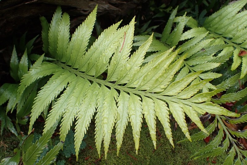 Asplenium scleroprium photo 2