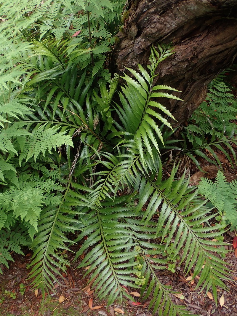 Asplenium scleroprium photo 3