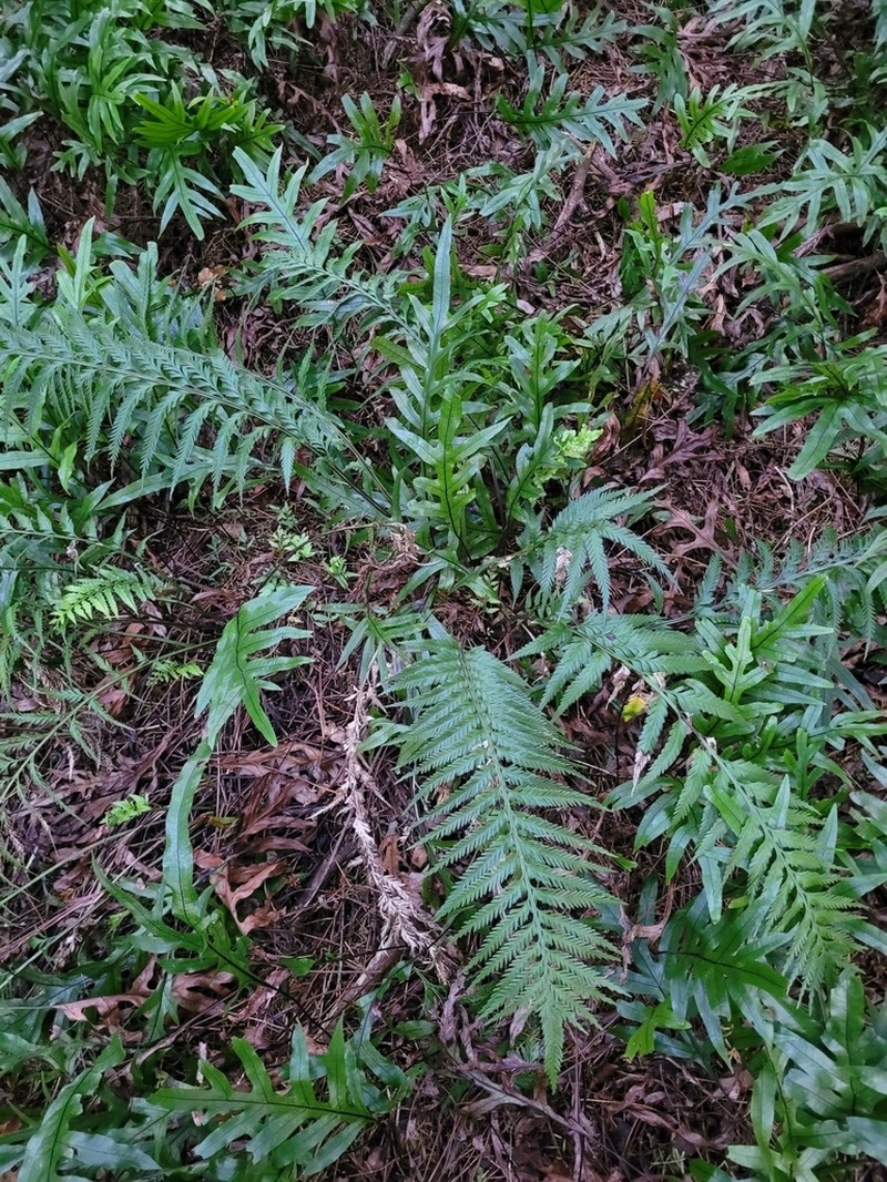 Asplenium scleroprium photo 4