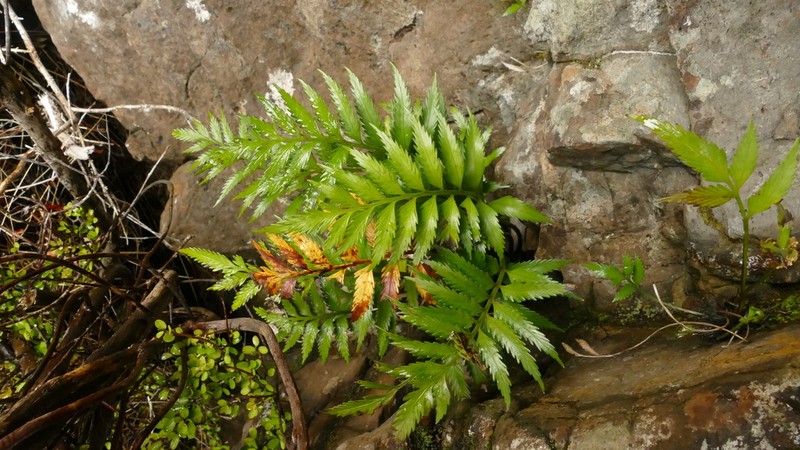 Asplenium scleroprium photo 5