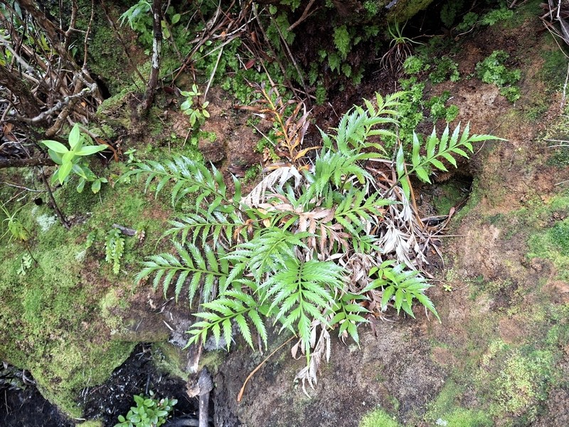Asplenium scleroprium photo 6