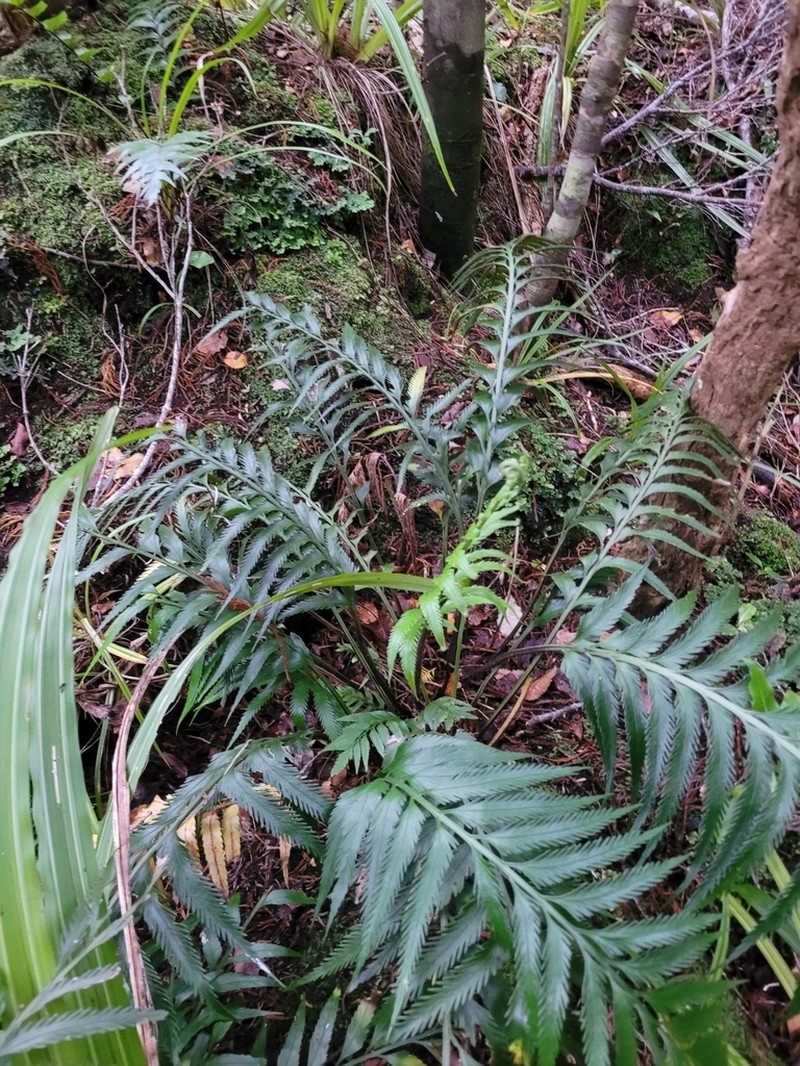 Asplenium scleroprium photo 7