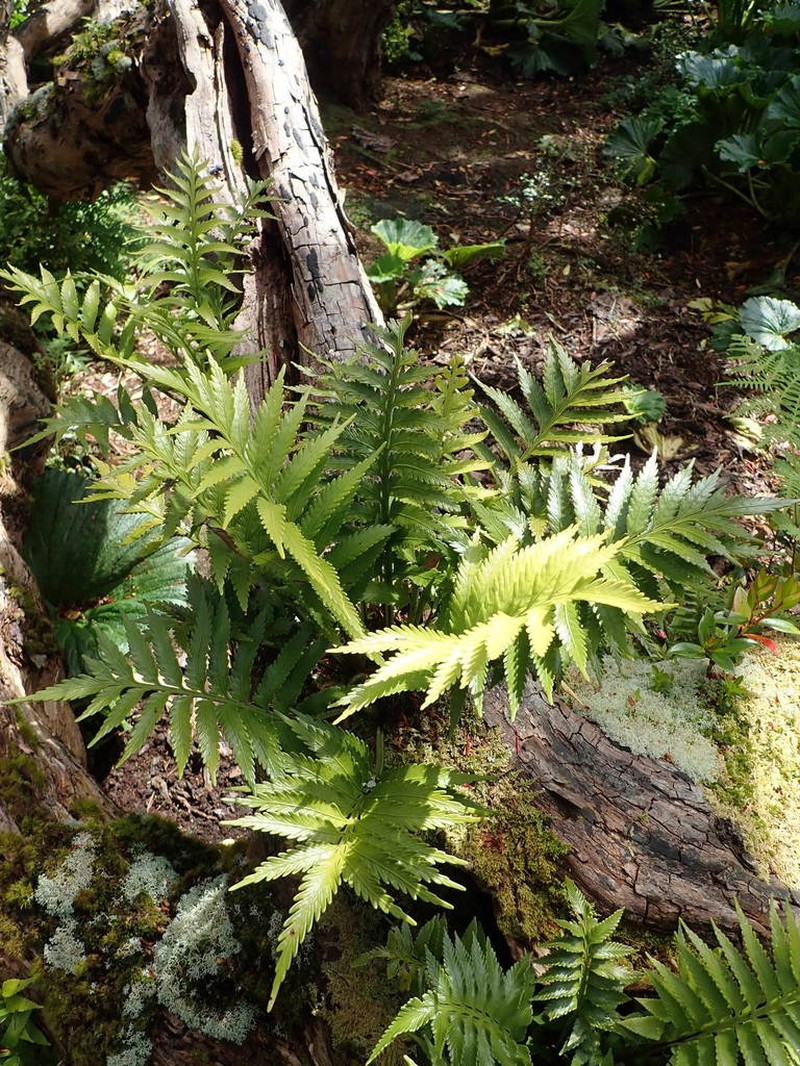 Asplenium scleroprium photo 8